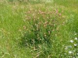 Onobrychis arenaria. Цветущее растение. Украина, г. Запорожье, балка возле трассы на Васильевку, южнее Опытной станции, низина. 03.06.2016.