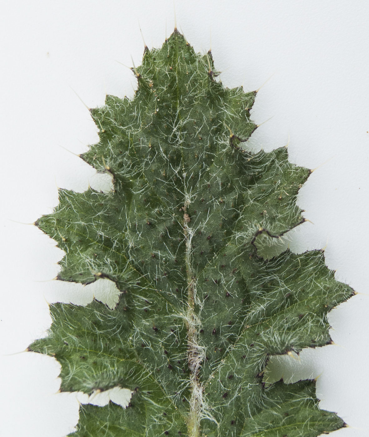 Image of Cirsium vulgare specimen.