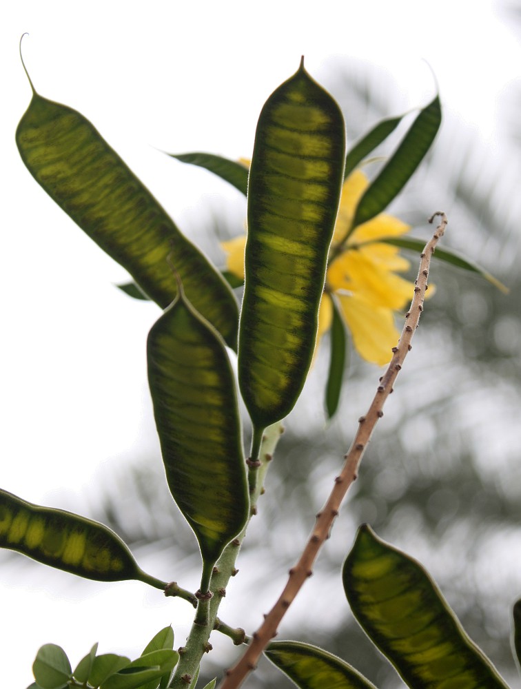 Image of Senna didymobotrya specimen.