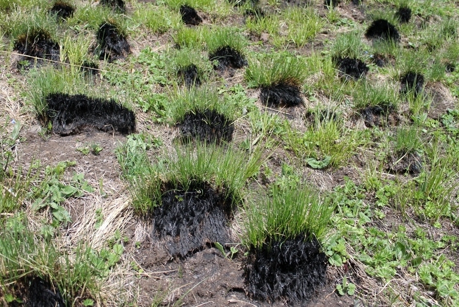 Image of Festuca woronowii specimen.