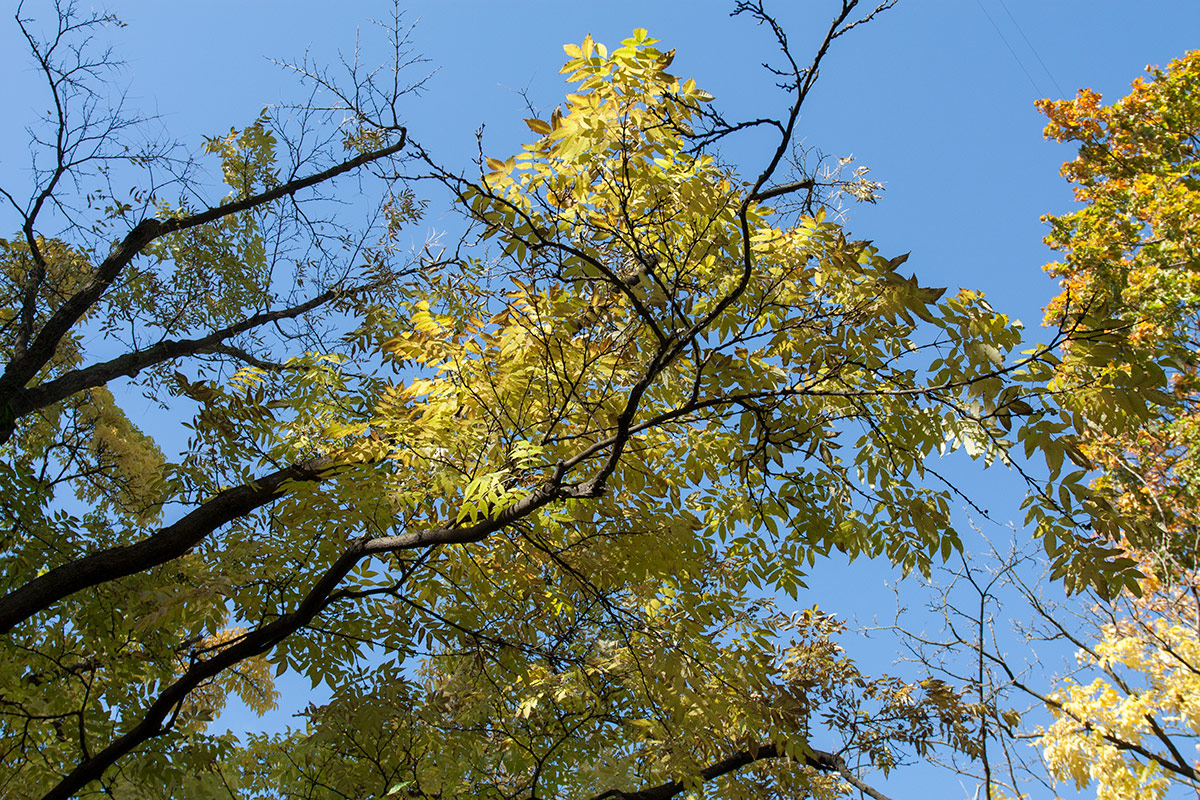 Image of genus Phellodendron specimen.