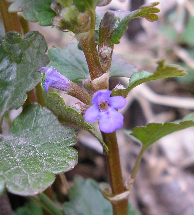 Изображение особи Glechoma hederacea.