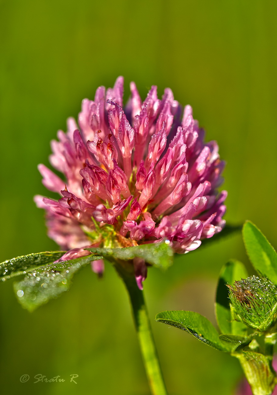 Изображение особи Trifolium pratense.