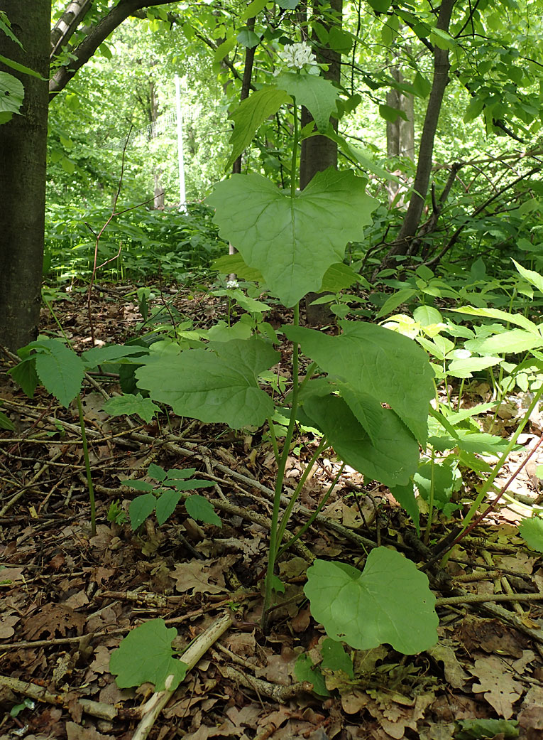 Image of Alliaria petiolata specimen.