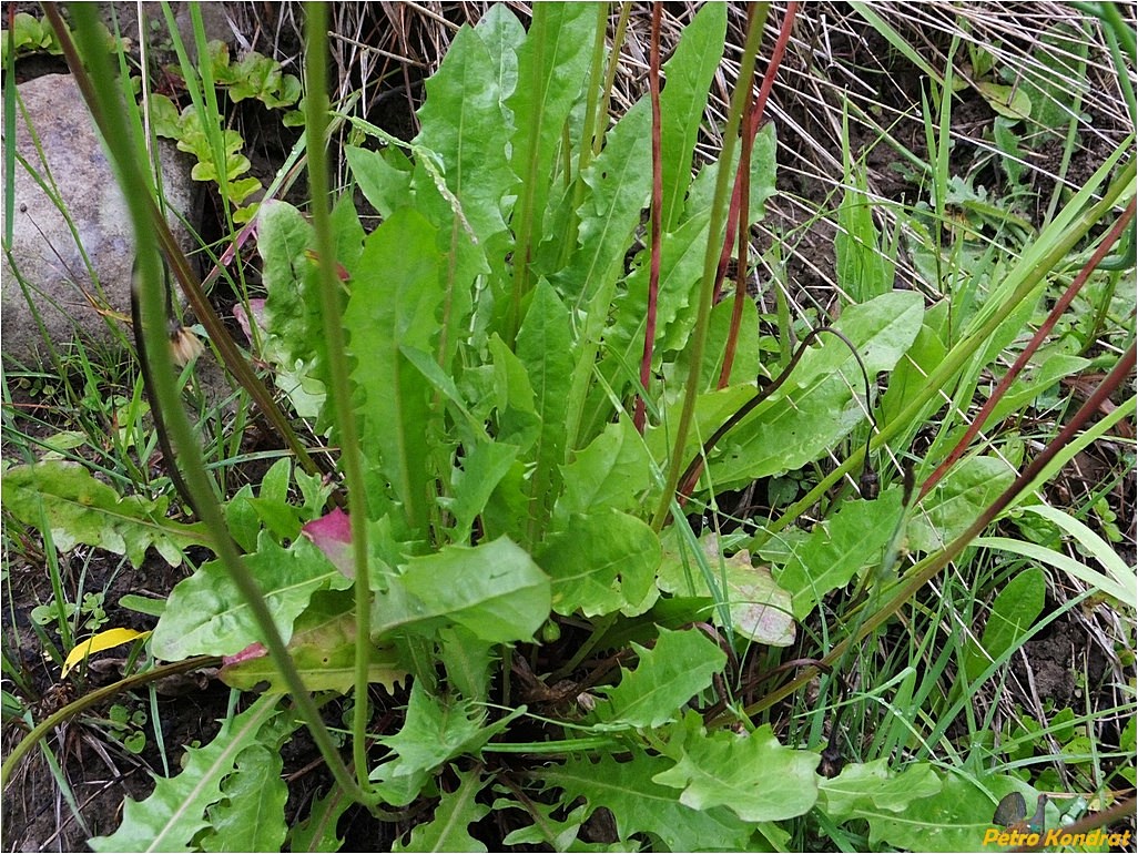 Image of Hypochaeris radicata specimen.