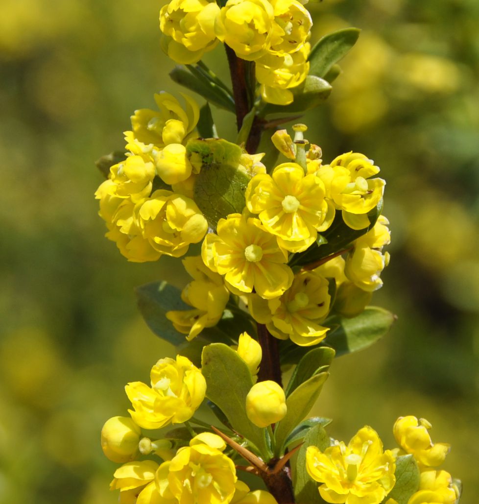 Image of Berberis cretica specimen.