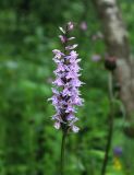 Dactylorhiza fuchsii. Соцветие. Московская обл., Одинцовский р-н, г. Кубинка, лиственный лес. 02.07.2017.