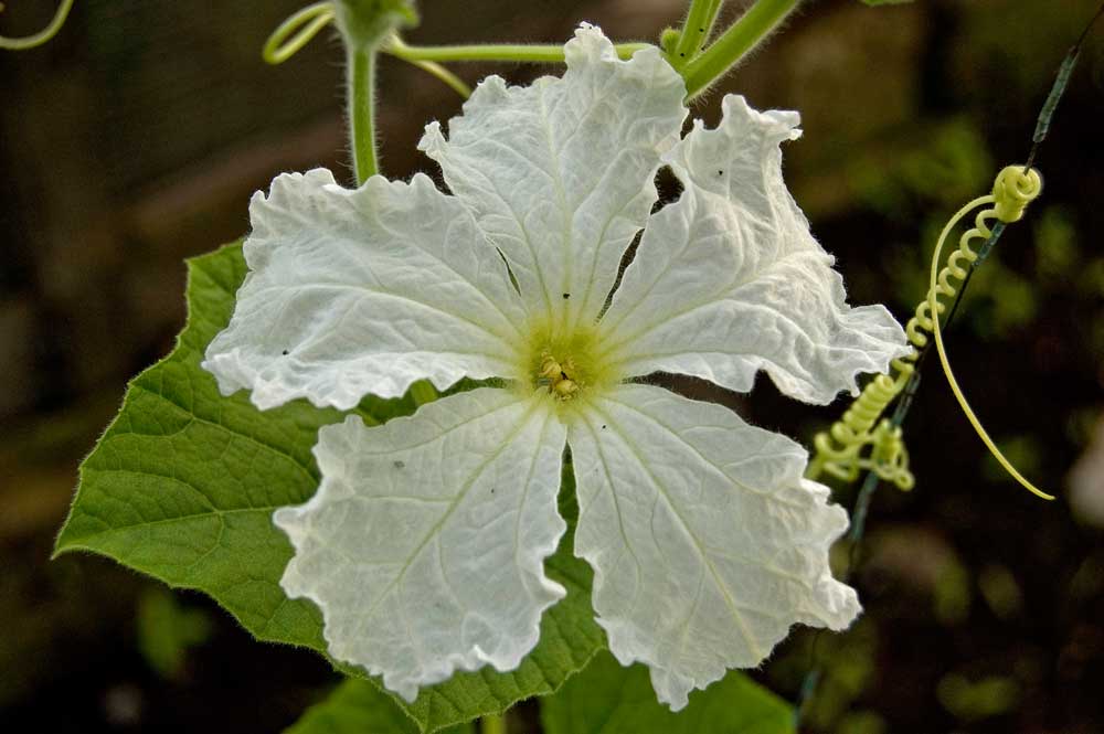 Изображение особи Lagenaria siceraria.
