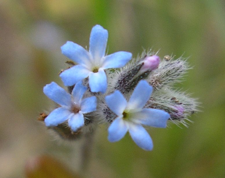 Изображение особи Myosotis micrantha.