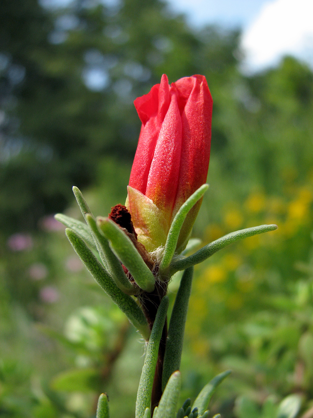 Image of Portulaca grandiflora specimen.