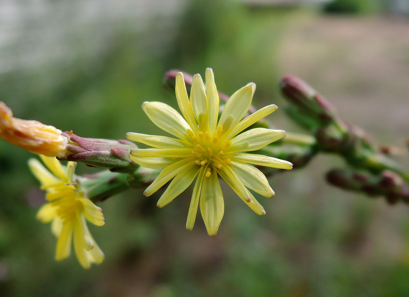 Image of Lactuca serriola specimen.