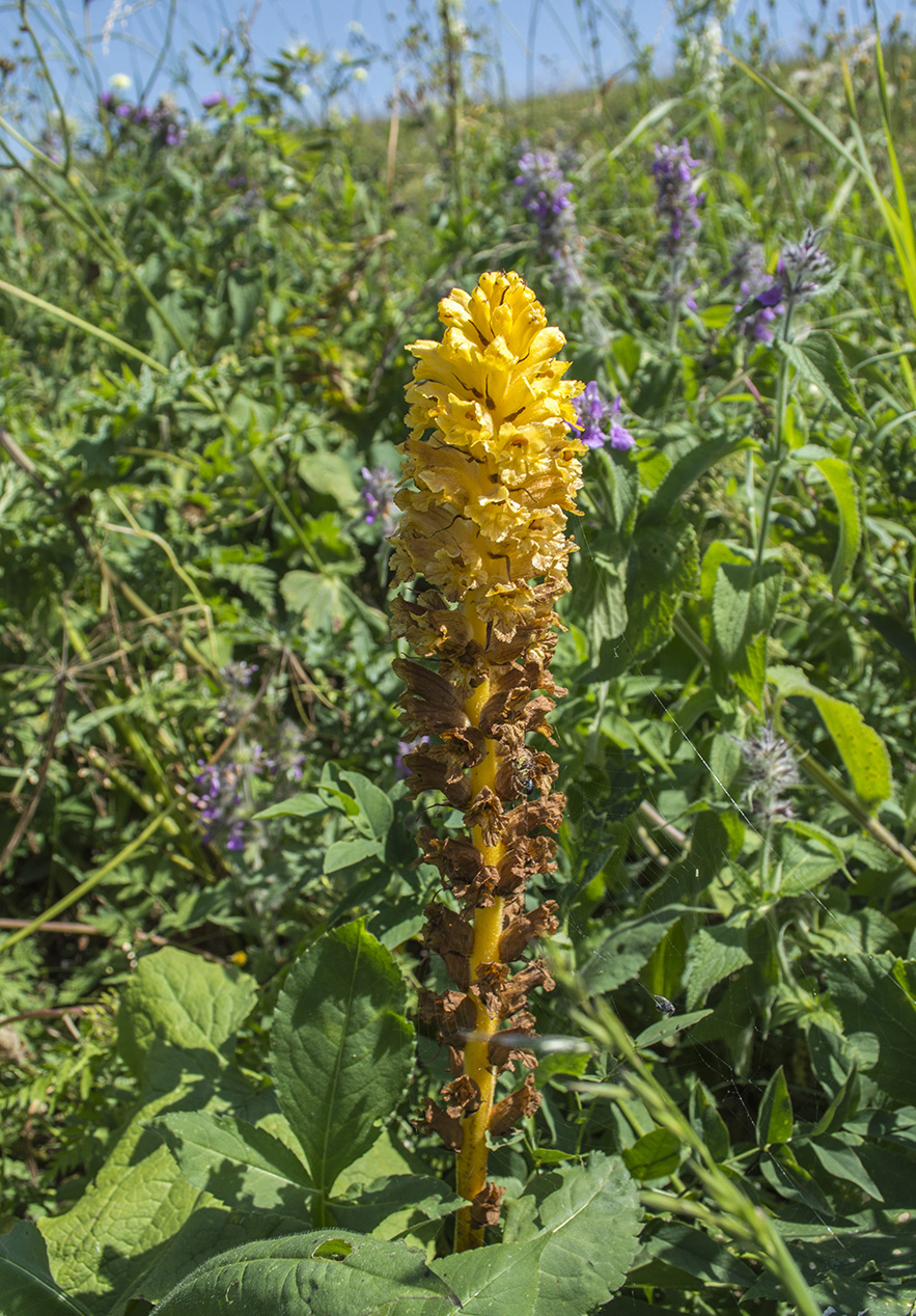 Image of Orobanche ingens specimen.