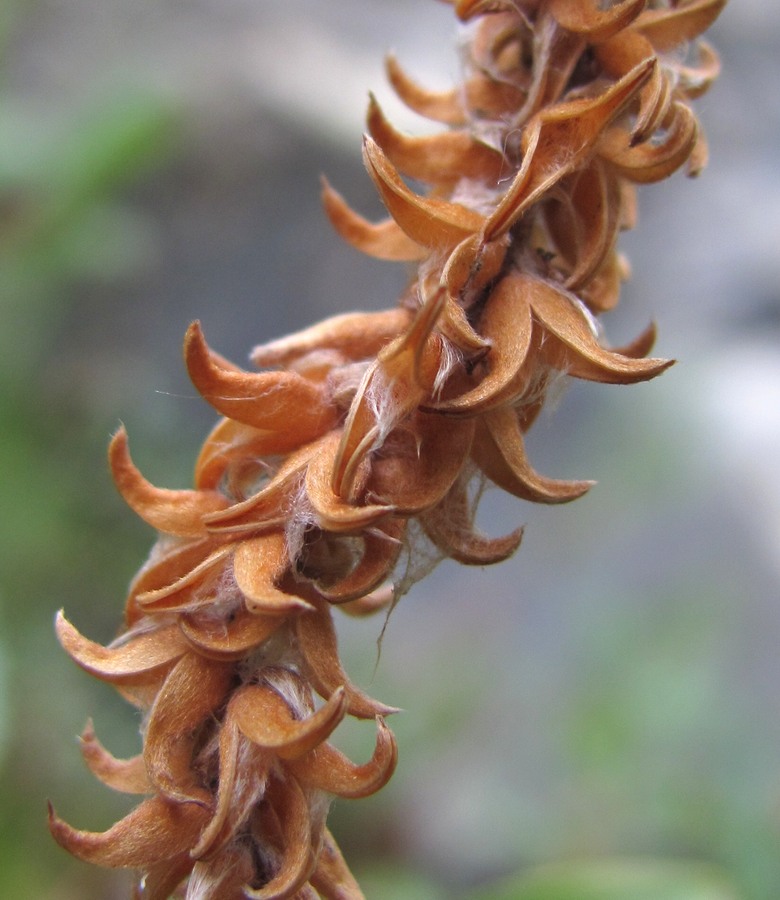 Image of Salix kazbekensis specimen.