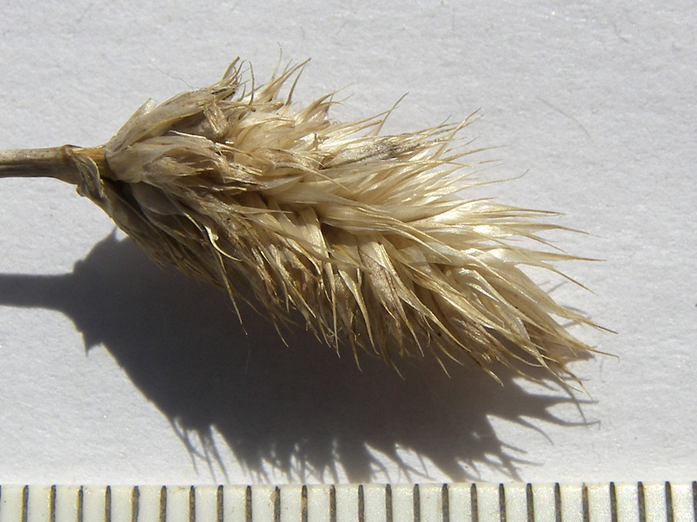 Image of Sesleria heufleriana specimen.