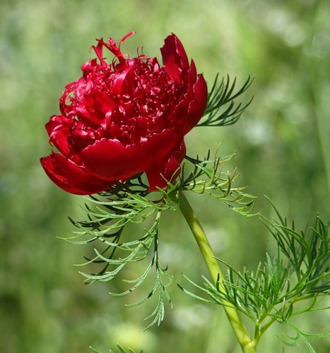 Image of Paeonia tenuifolia specimen.