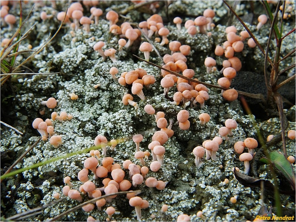 Image of genus Baeomyces specimen.