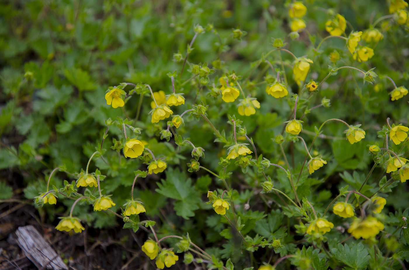 Image of Potentilla gelida ssp. boreo-asiatica specimen.