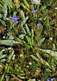 Gentianopsis barbata. Цветущие растения. Таджикистан, Фанские горы, долина р. Чапдара, ≈ 2600 м н.у.м., пойменная терраса. 31.07.2017.
