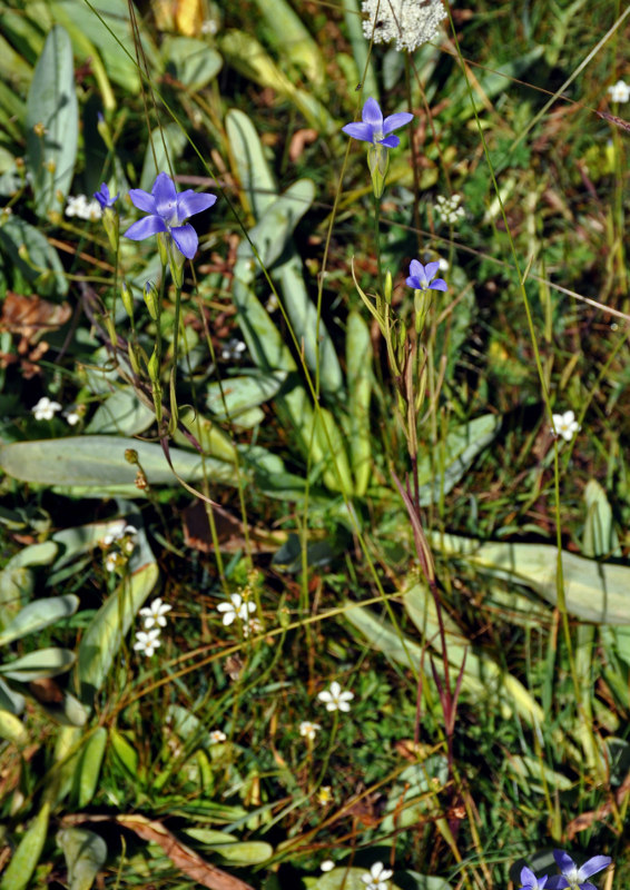 Изображение особи Gentianopsis barbata.