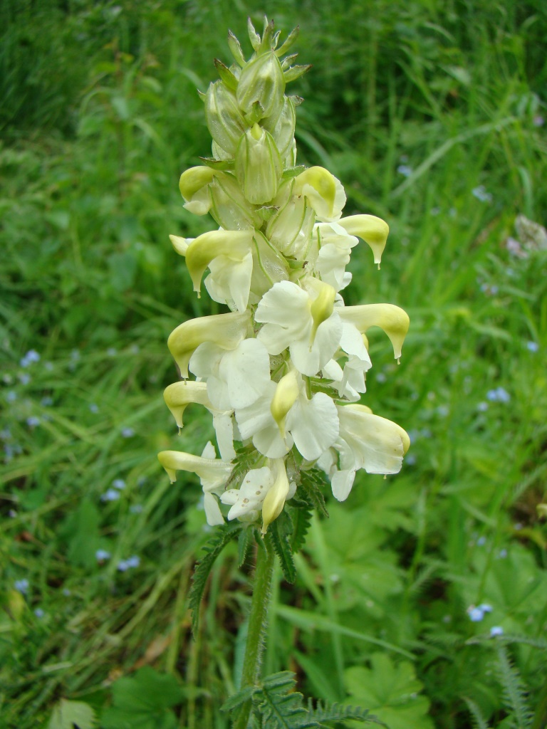 Image of Pedicularis compacta specimen.