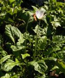 genus Gerbera. Цветущее растение. Грузия, Аджария, с. Мцване-Концхи, Батумский бот. сад. 08.09.2017.