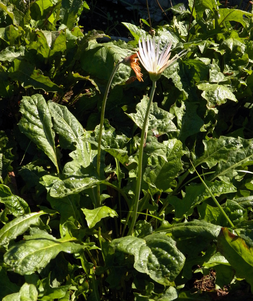 Image of genus Gerbera specimen.