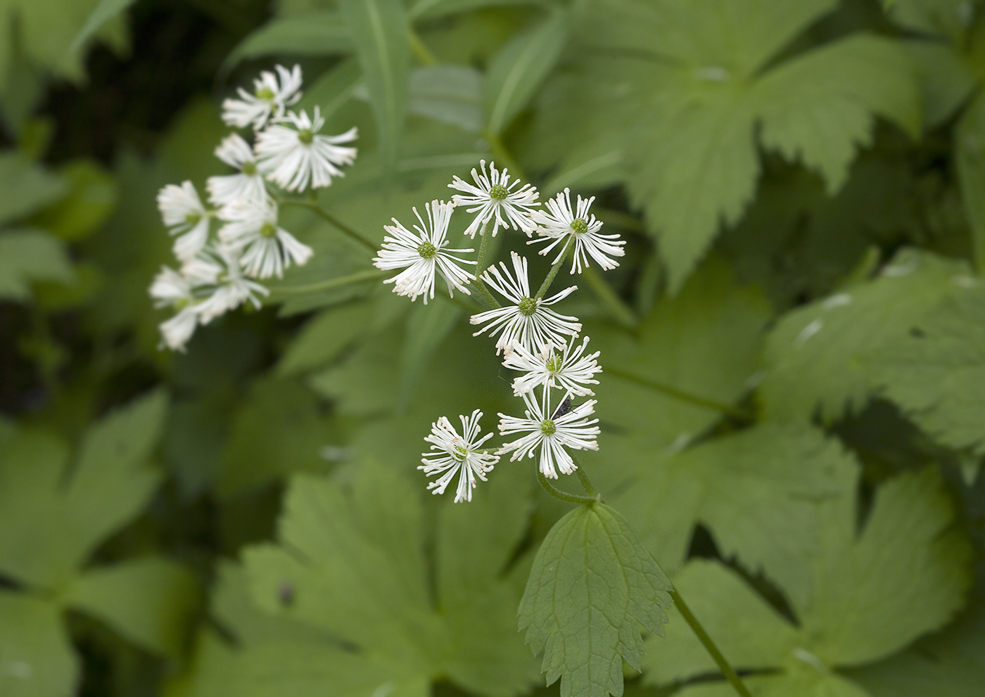 Изображение особи Trautvetteria japonica.