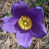 Pulsatilla patens. Цветок. Башкирия, окр. Белорецка, гора Мраткина, крутой юго-западный склон. Сосновый лес. Первая декада мая.