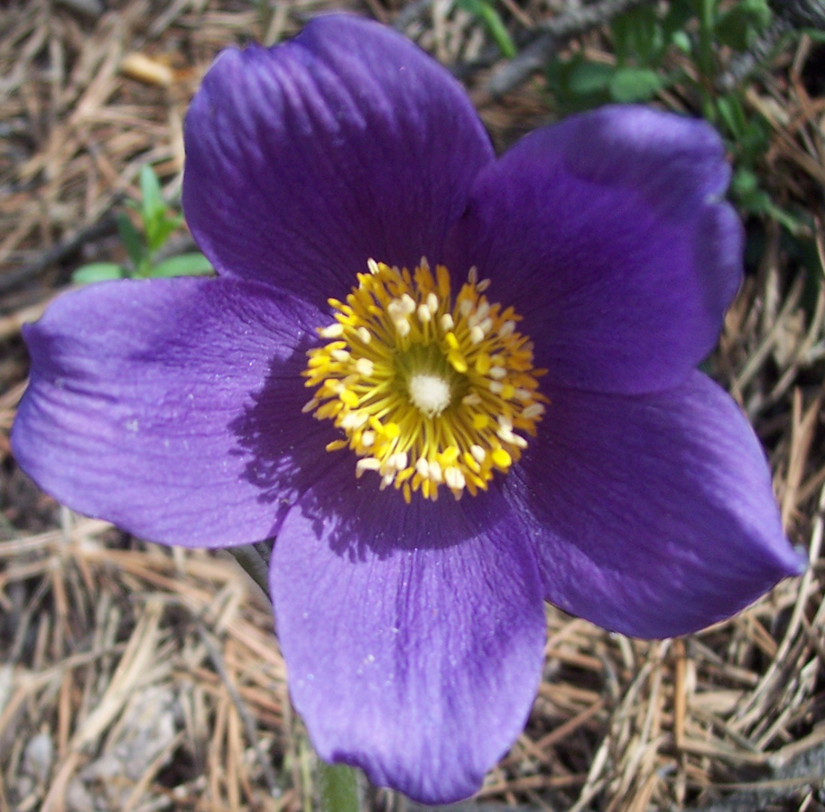 Image of Pulsatilla patens specimen.