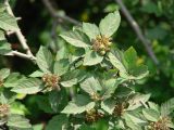Crataegus dahurica