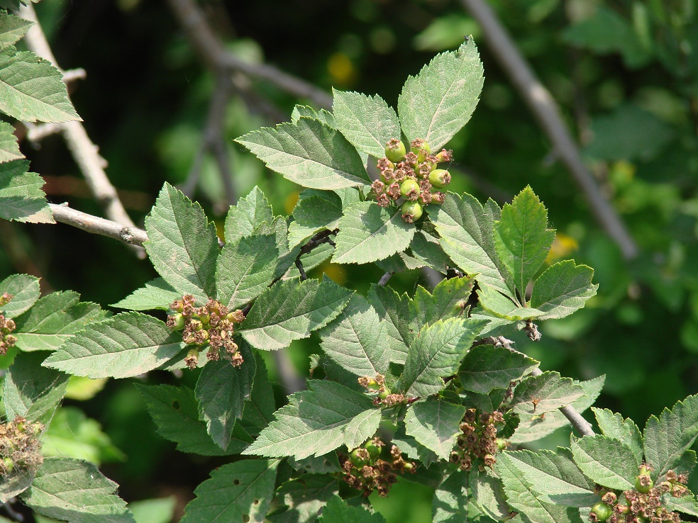 Изображение особи Crataegus dahurica.