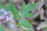 Corydalis marschalliana. Лист. Азербайджан, окр. г. Куба (Губа), лесопарк. 6 апреля 2017 г.