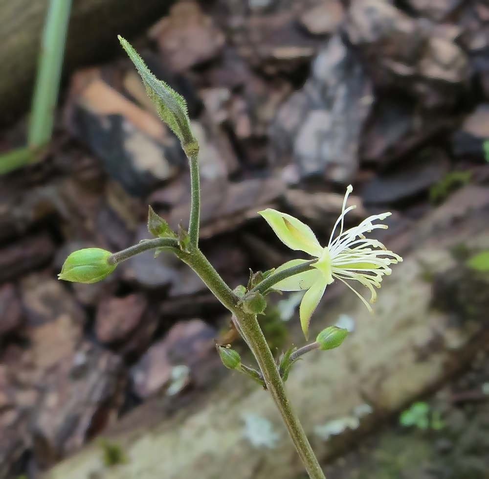 Image of Beesia calthifolia specimen.