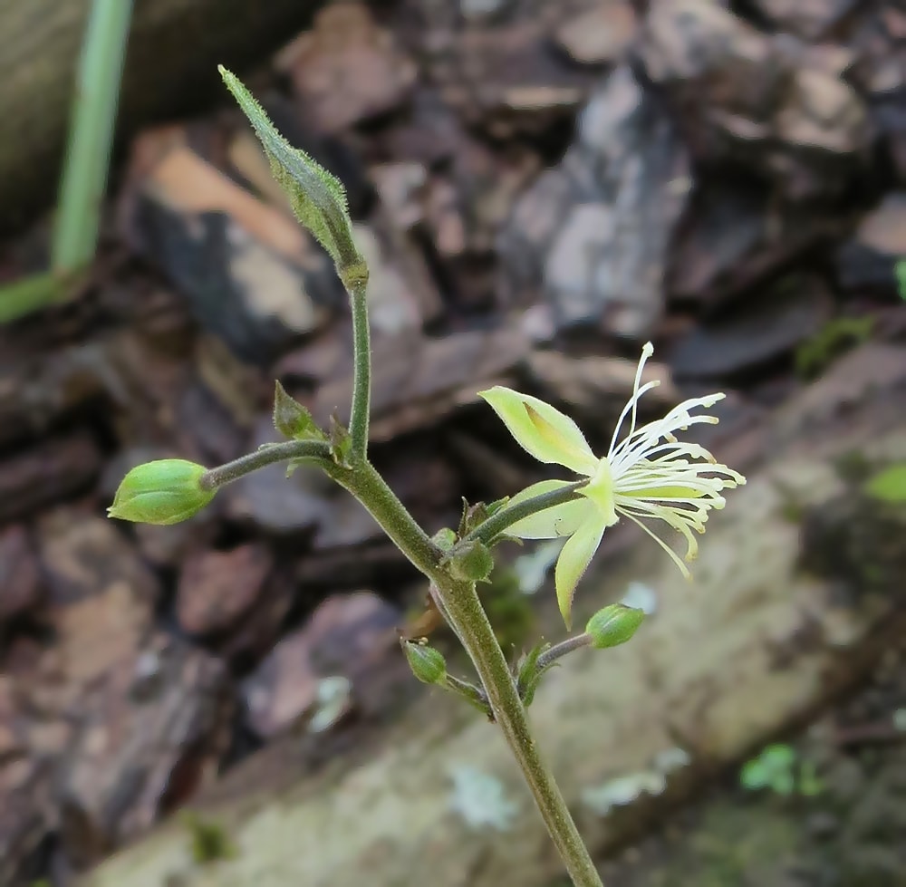 Изображение особи Beesia calthifolia.