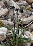 genus Saussurea. Растения с нераспустившимися соцветиями. Якутия, Нерюнгринский р-н, окр. перевала Тит, щебнистый склон. 26.07.2016.