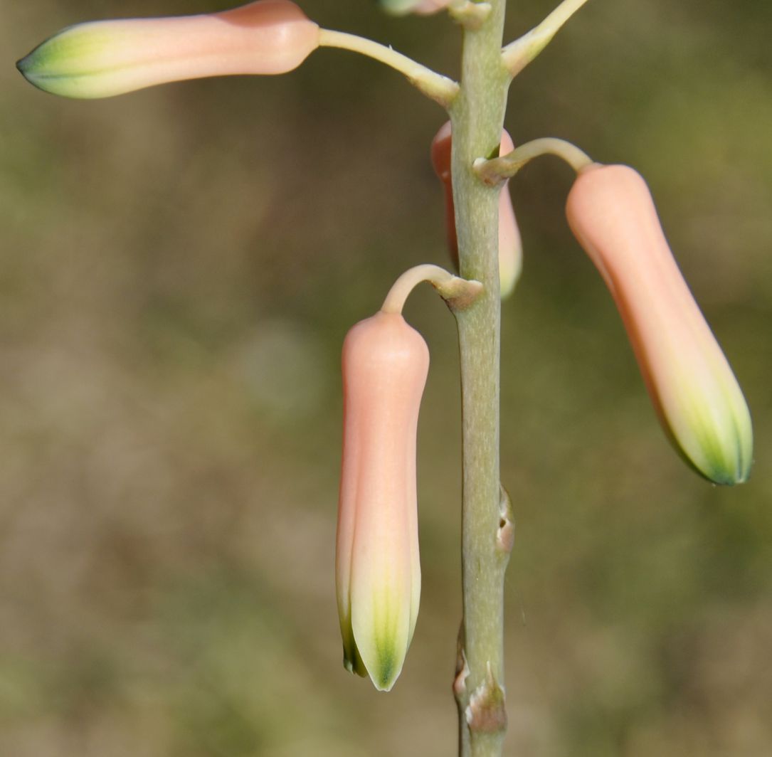 Image of Aloe juvenna specimen.