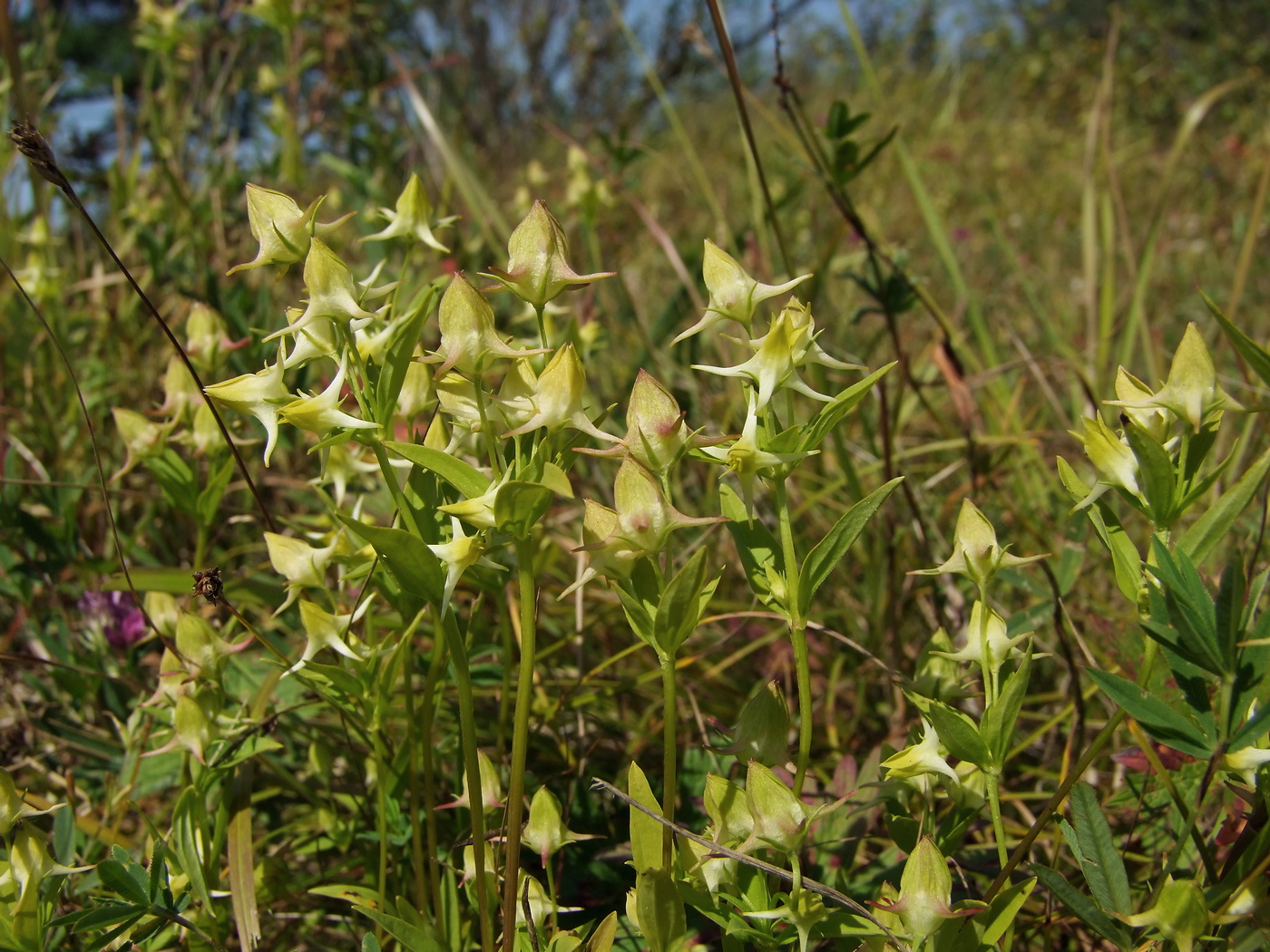 Image of Halenia corniculata specimen.