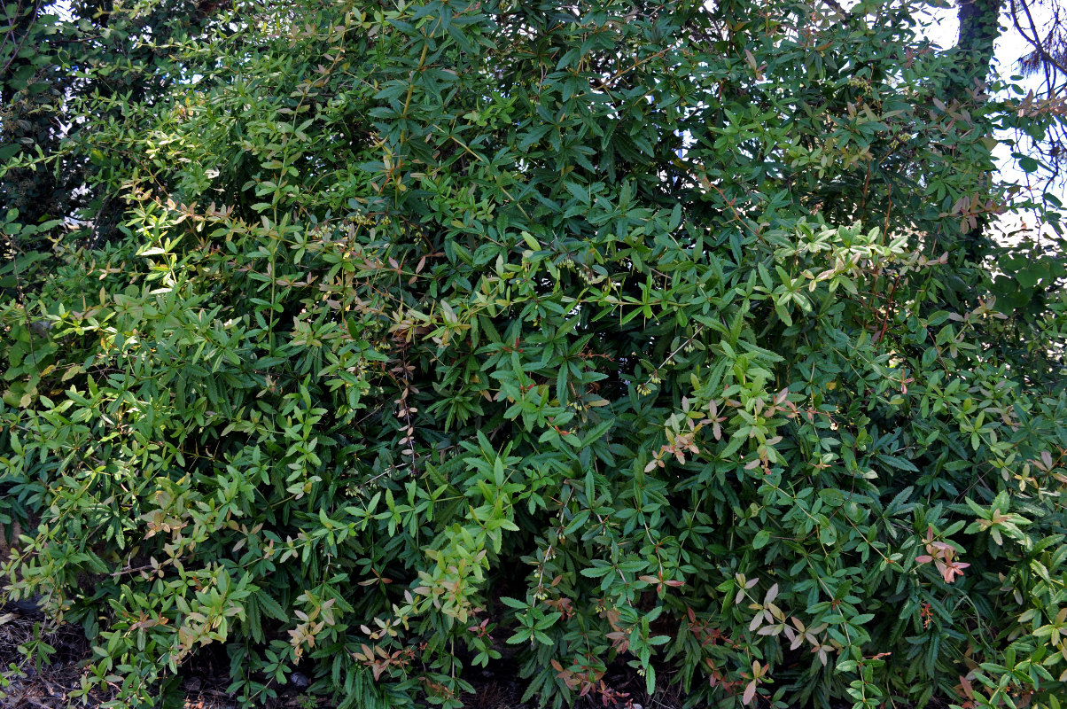 Изображение особи Berberis pruinosa.