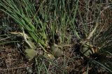 Iris tenuifolia
