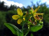 Hypericum maculatum. Соцветие. Беларусь, Гродненская обл., Новогрудский р-н, верховья р. Литовка, низинный таволгово-разнотравный луг. 22.07.2014.