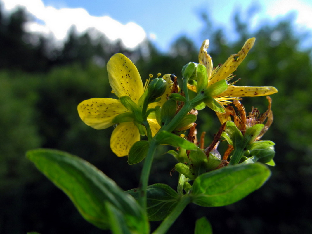 Изображение особи Hypericum maculatum.