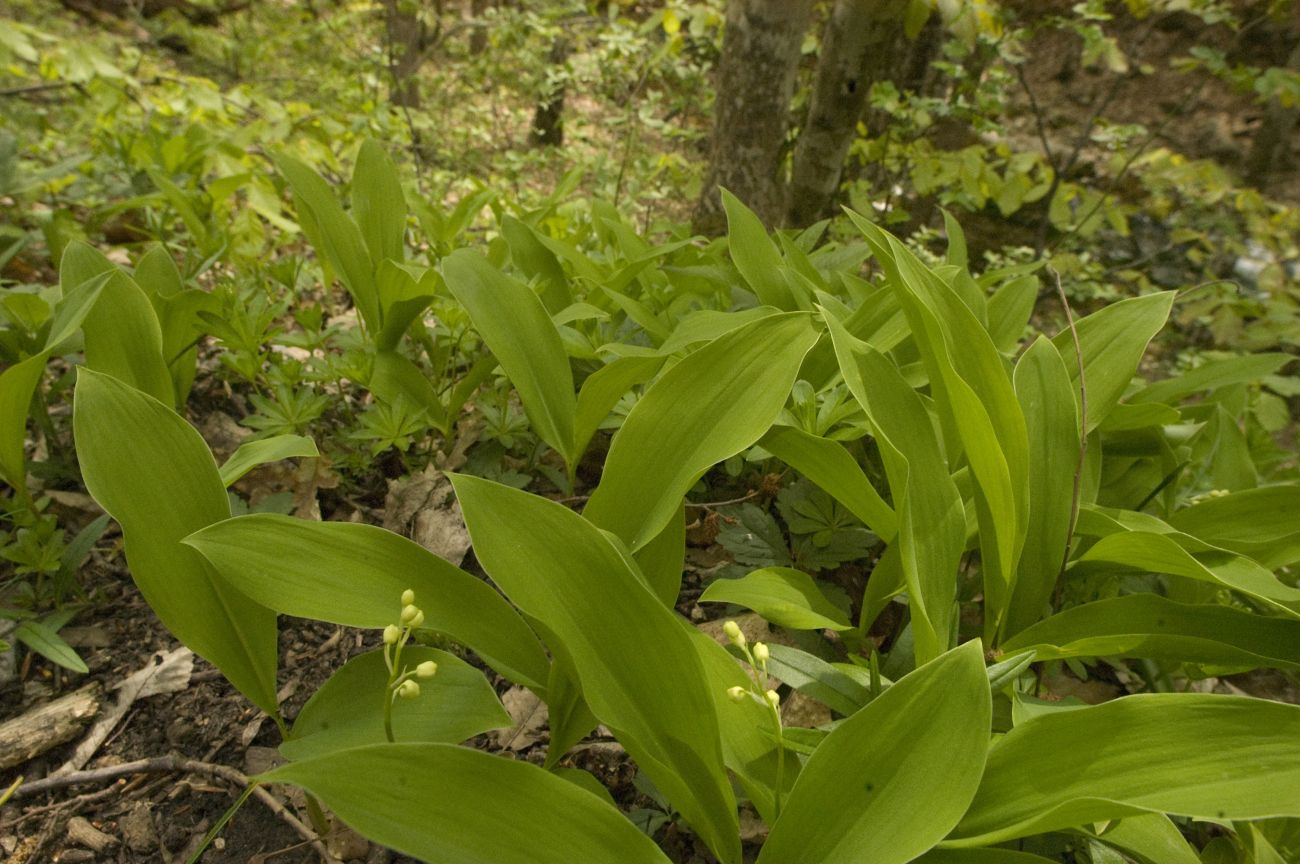 Изображение особи Convallaria majalis.