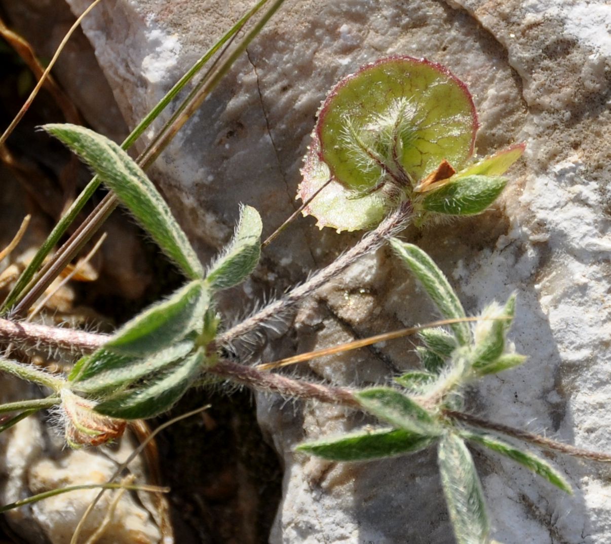 Изображение особи Hymenocarpos circinnatus.
