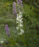 Gymnadenia conopsea. Соцветие (белоцветковая форма). Кабардино-Балкария, Эльбрусский р-н, Терскольский лес, поляна. 19.07.2009.