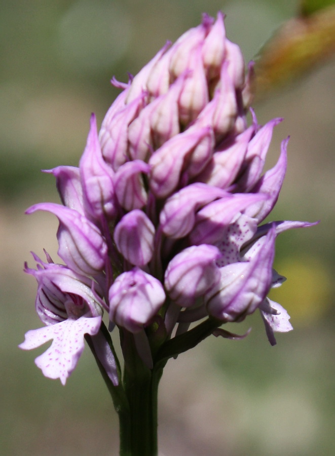 Image of Neotinea tridentata specimen.