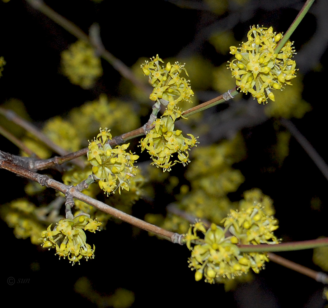 Изображение особи Cornus mas.