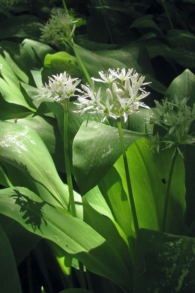 Image of Allium ursinum specimen.