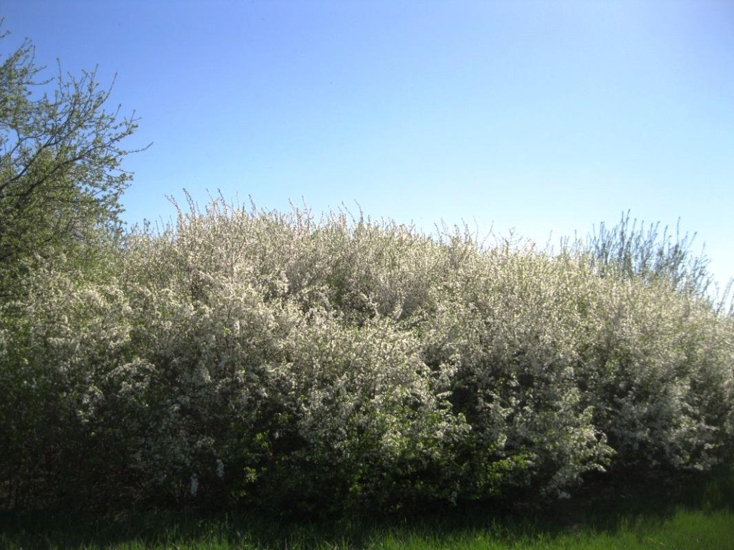 Image of Prunus spinosa specimen.