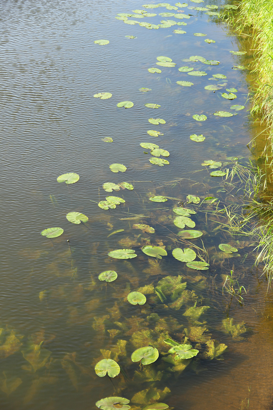 Image of Nuphar lutea specimen.