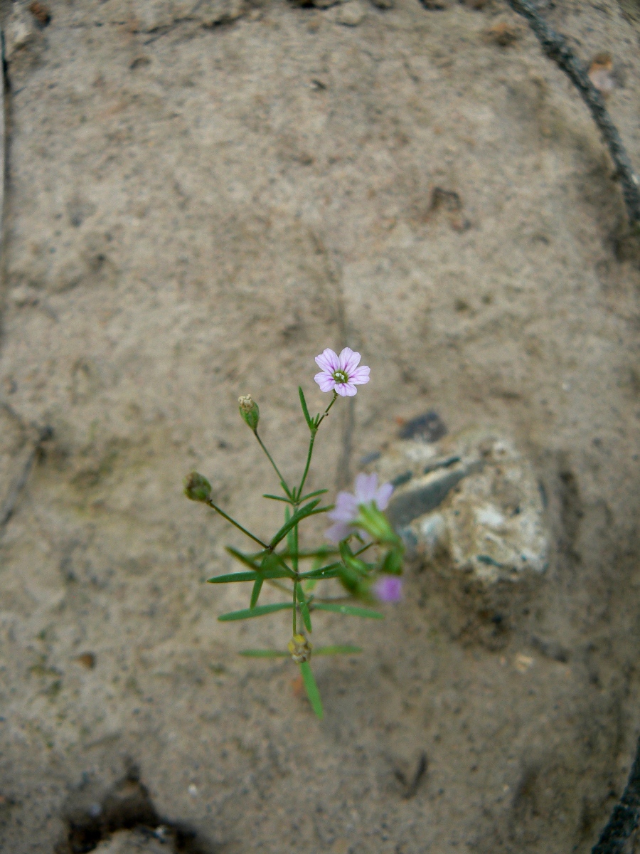 Image of Psammophiliella muralis specimen.